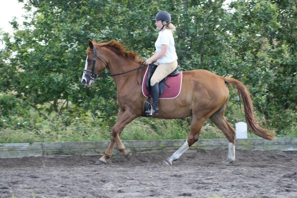 Dansk Varmblod Vestergårdens Amanda billede 3