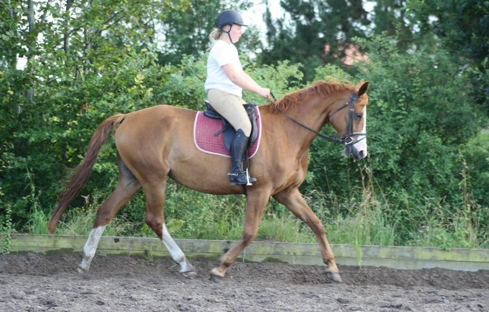 Dansk Varmblod Vestergårdens Amanda billede 4