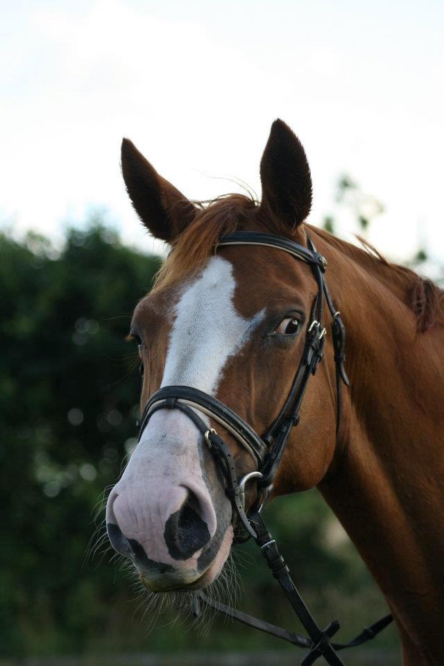 Dansk Varmblod Vestergårdens Amanda billede 5