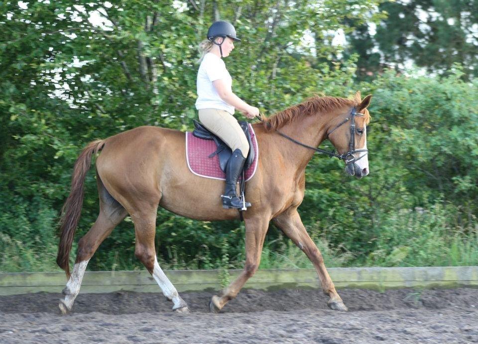 Dansk Varmblod Vestergårdens Amanda billede 6