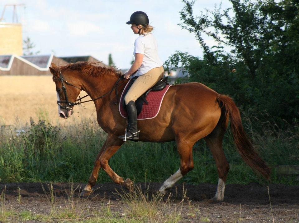 Dansk Varmblod Vestergårdens Amanda billede 7