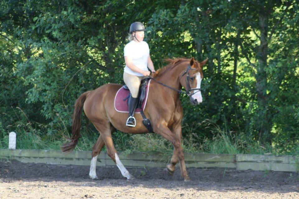 Dansk Varmblod Vestergårdens Amanda billede 8
