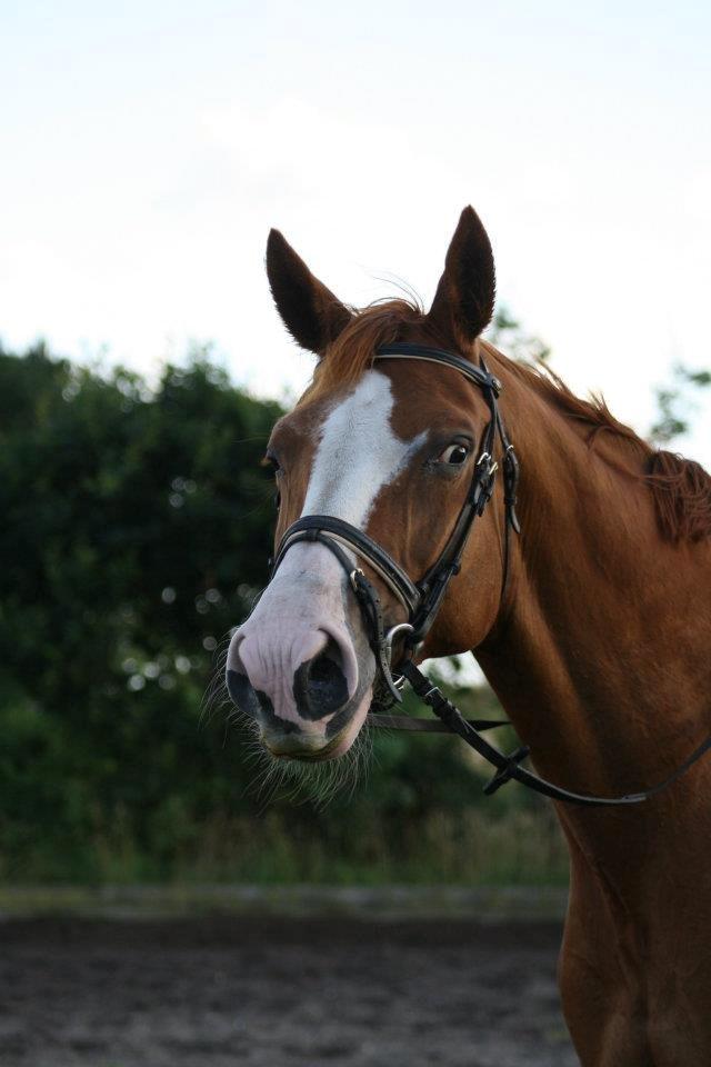 Dansk Varmblod Vestergårdens Amanda billede 9