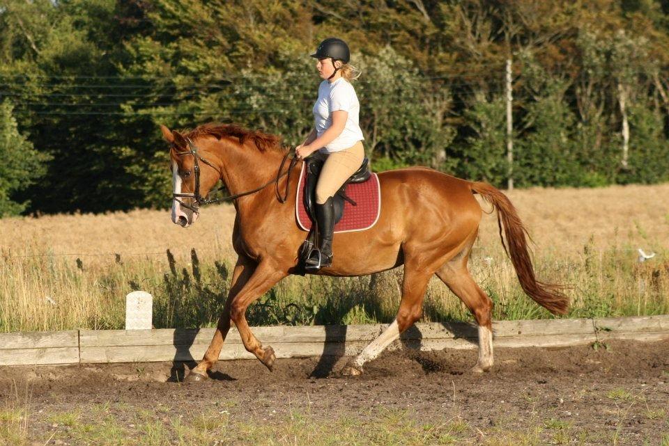 Dansk Varmblod Vestergårdens Amanda billede 10