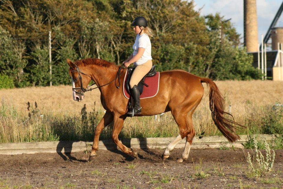 Dansk Varmblod Vestergårdens Amanda billede 11