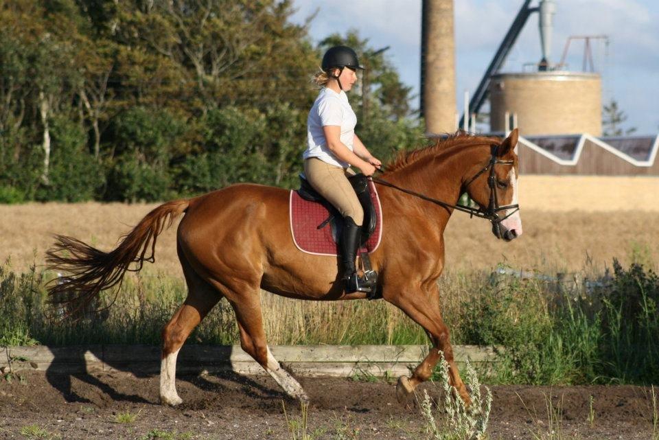 Dansk Varmblod Vestergårdens Amanda billede 12