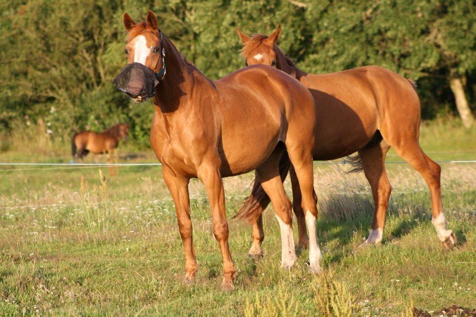 Dansk Varmblod Vestergårdens Amanda billede 13