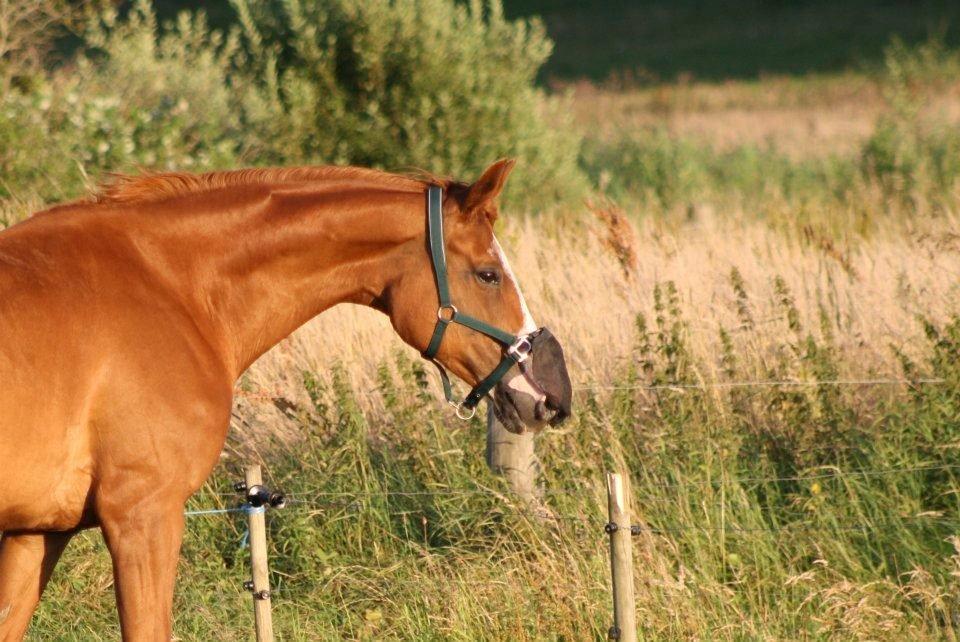 Dansk Varmblod Vestergårdens Amanda billede 14