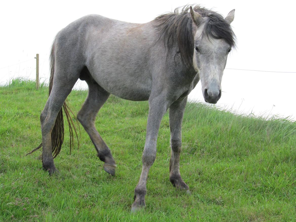 Welsh Pony (sec B) Mirain Simba billede 10