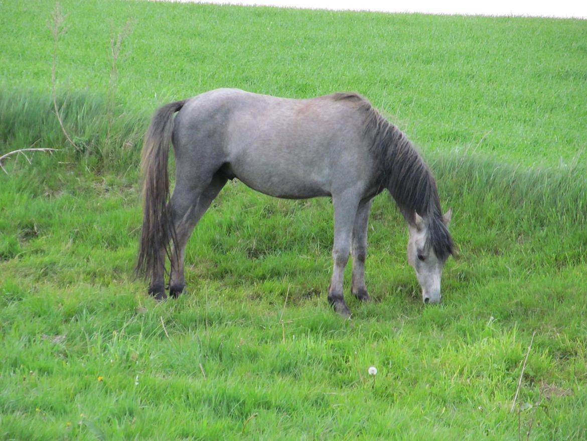 Welsh Pony (sec B) Mirain Simba billede 11