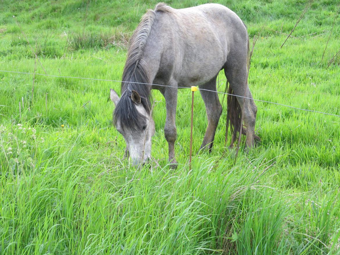 Welsh Pony (sec B) Mirain Simba billede 12