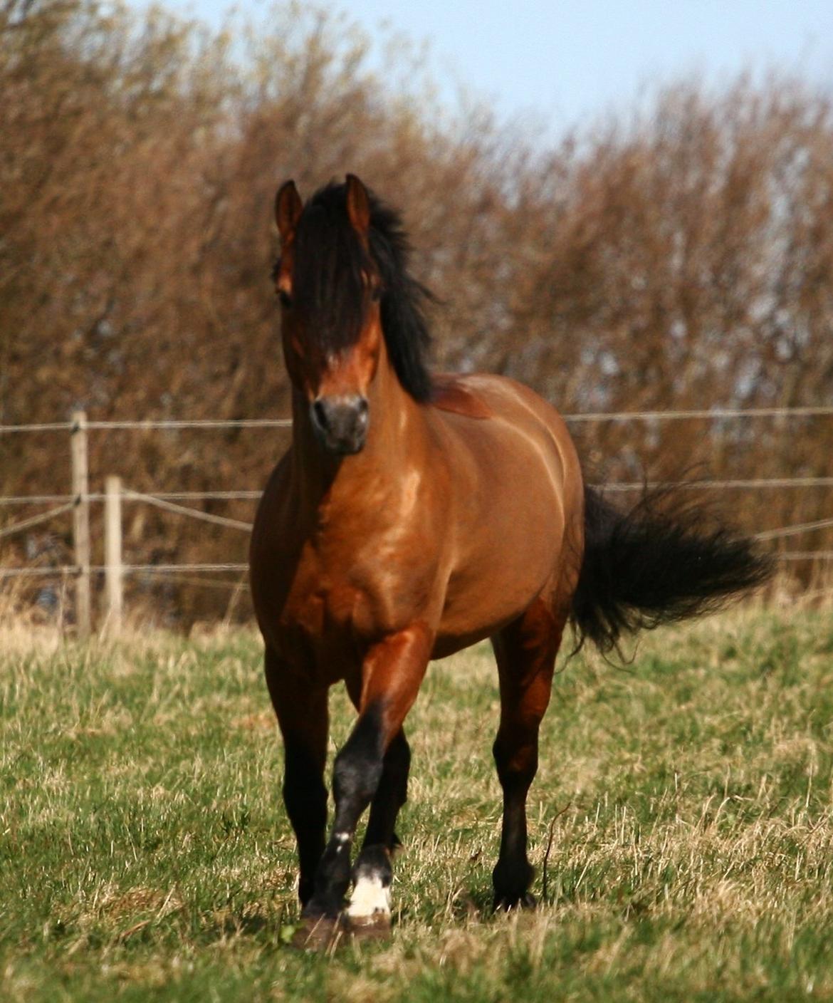 New Forest Horsemosens Navarone - 31. marts 2012 - Besøg hos Louise som ejer Navarone nu :) Fotograf: PhotoByRosenlund / Camilla Rosenlund billede 7