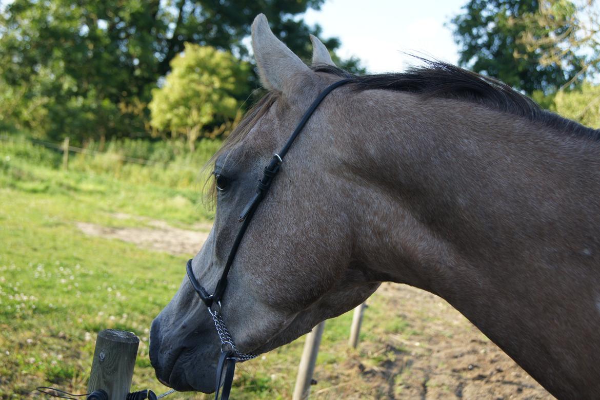 Arabisk fuldblod (OX) Ibn El Ghalahad (Allan) billede 3