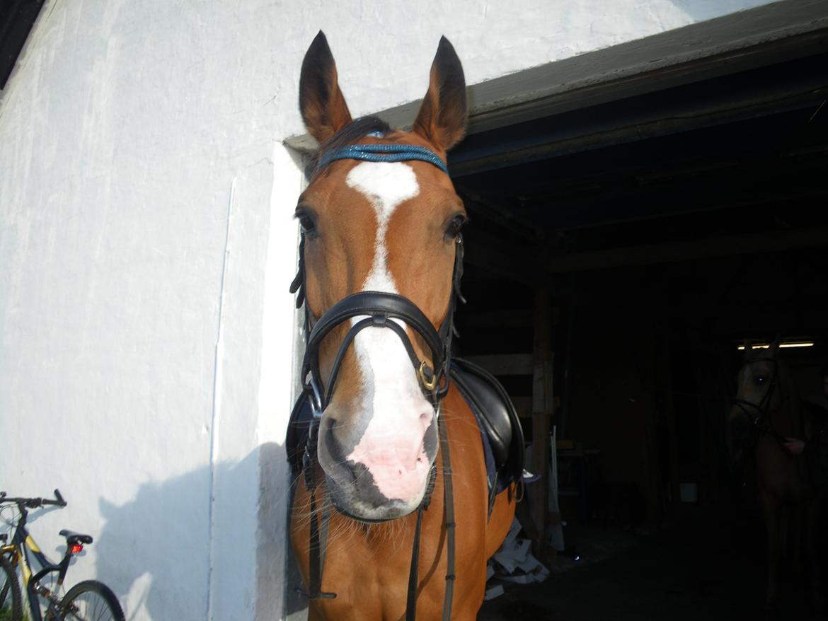 Hollandsk Varmblod Octopussy aka Pusle - Pusle med hendes nye pandebånd fra Klitgaard Design. billede 11