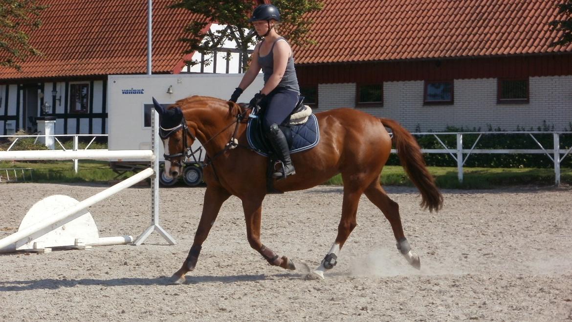 Trakehner Rosita (Bebs) - 25.07.12. billede 9