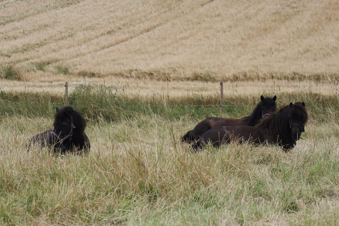 Islænder Náttgjólá - Morgensyn  billede 19