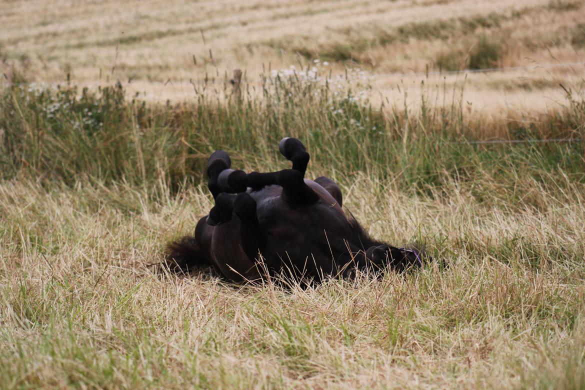 Islænder Náttgjólá billede 20