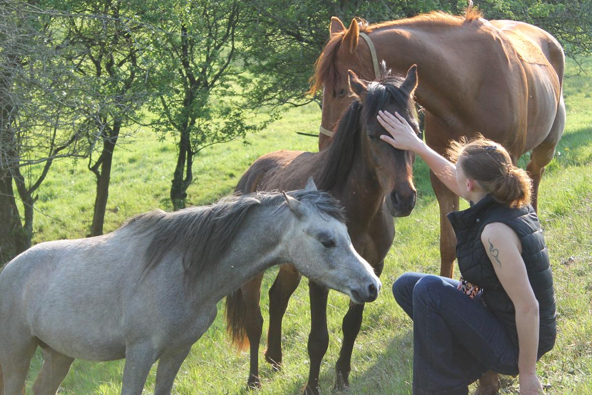 Welsh Pony (sec B) Mirain Simba billede 14