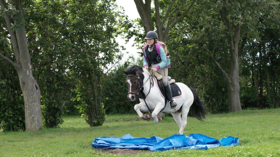 Anden særlig race Magnum<3 -  Spranger MA til træning, :) billede 8