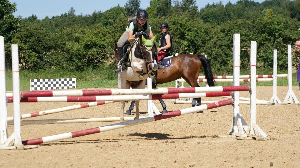 Anden særlig race Magnum<3 - Til salg:) Spranger MA til træning, og vinder LA til stævner:) billede 11