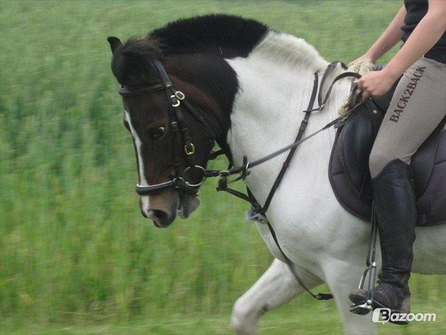 Anden særlig race Magnum<3 billede 17