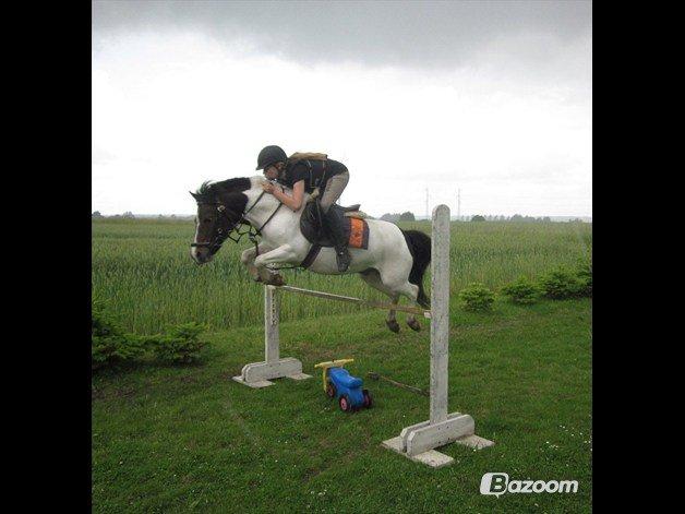 Anden særlig race Magnum<3 - :) Spranger MA til træning, og vinder LA til stævner:) billede 18