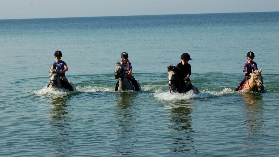 Knabstrupper Søholmgaards Sweet Sue billede 15