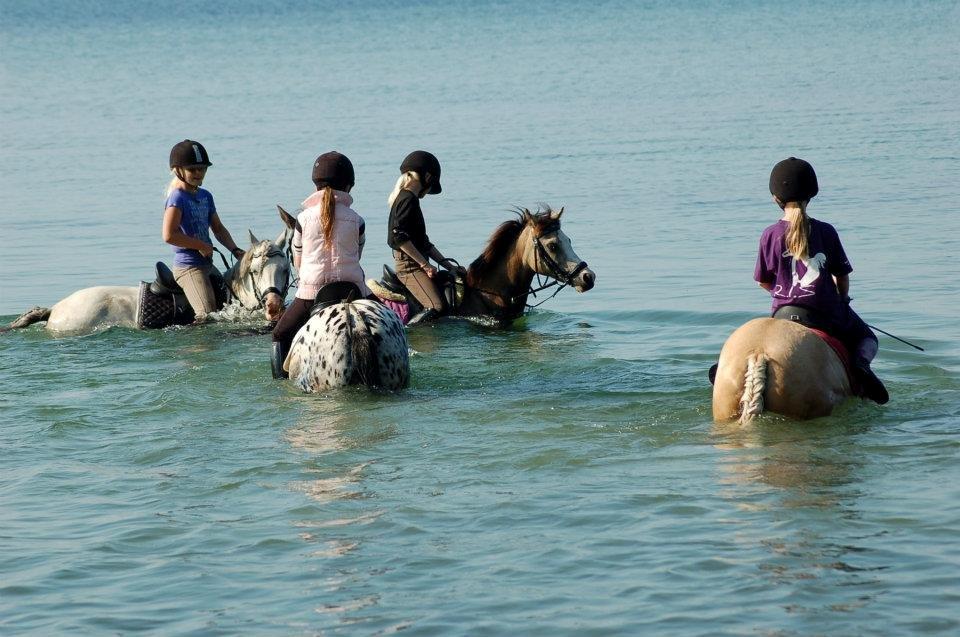 Knabstrupper Søholmgaards Sweet Sue billede 16