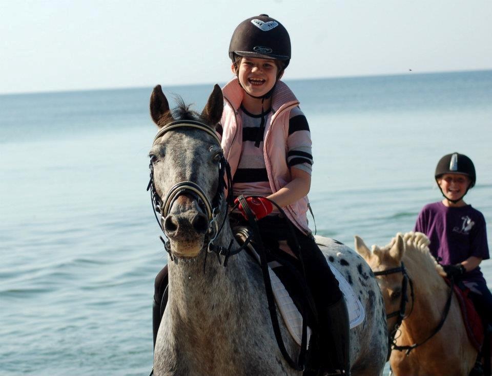 Knabstrupper Søholmgaards Sweet Sue billede 1