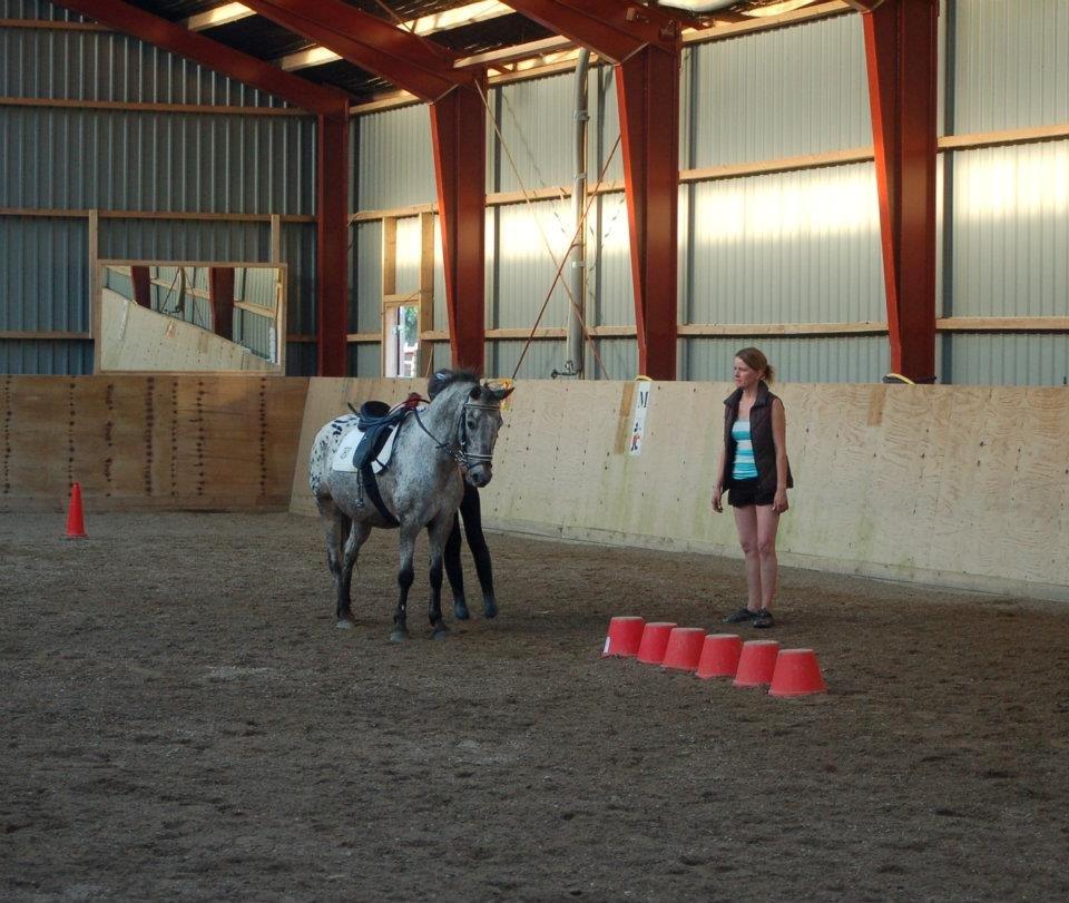 Knabstrupper Søholmgaards Sweet Sue billede 18