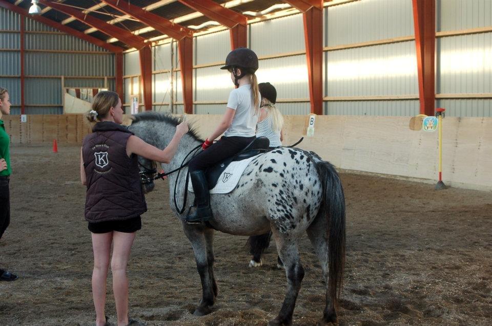 Knabstrupper Søholmgaards Sweet Sue billede 19
