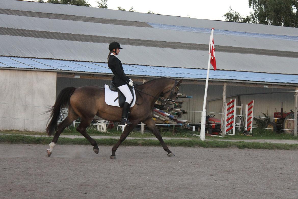 Palomino Holmevejens Zena - Tidligere hest - Stævne på Bøgelund. Første La1 :) billede 6