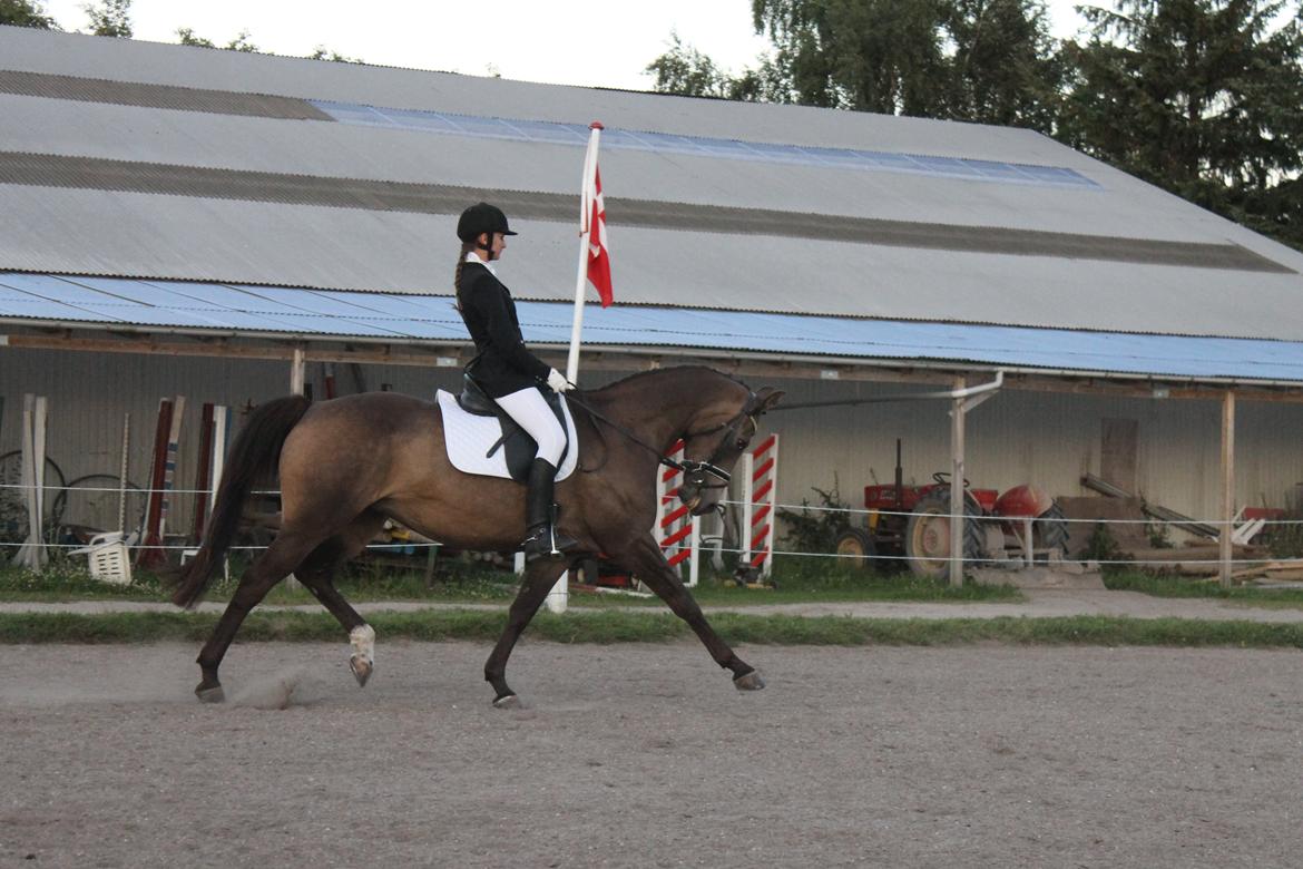 Palomino Holmevejens Zena - Tidligere hest billede 7