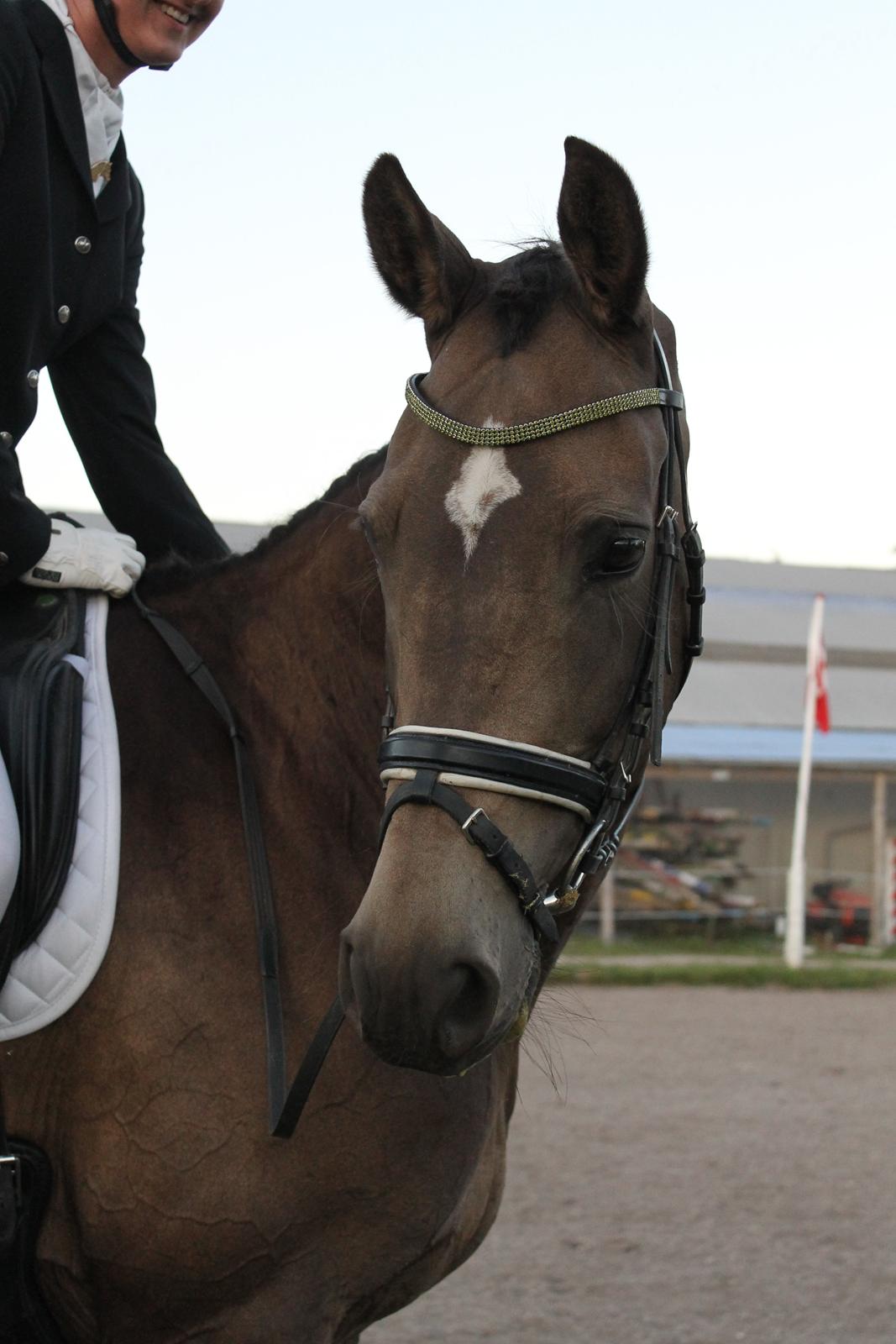 Palomino Holmevejens Zena - Tidligere hest - efter at have vundet første præmien var vi begge glade! <3 billede 8