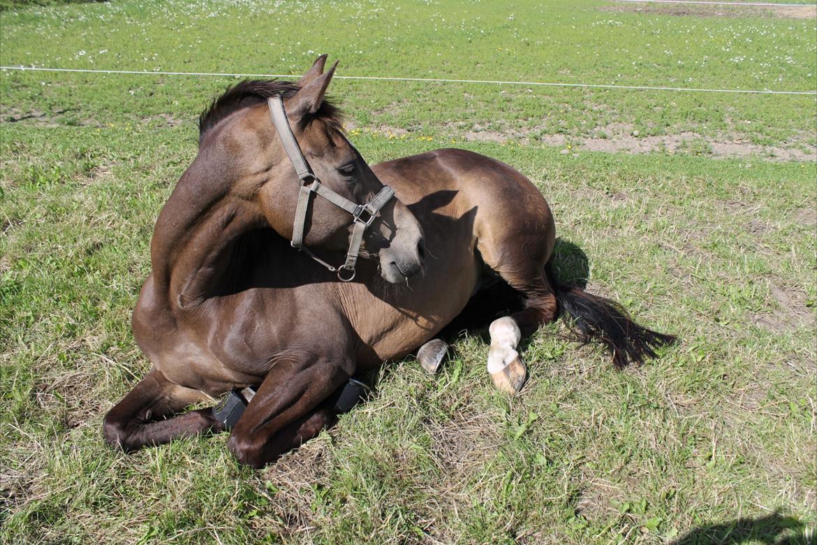 Palomino Holmevejens Zena - Tidligere hest - Zena tager sig en slapper <3 billede 9