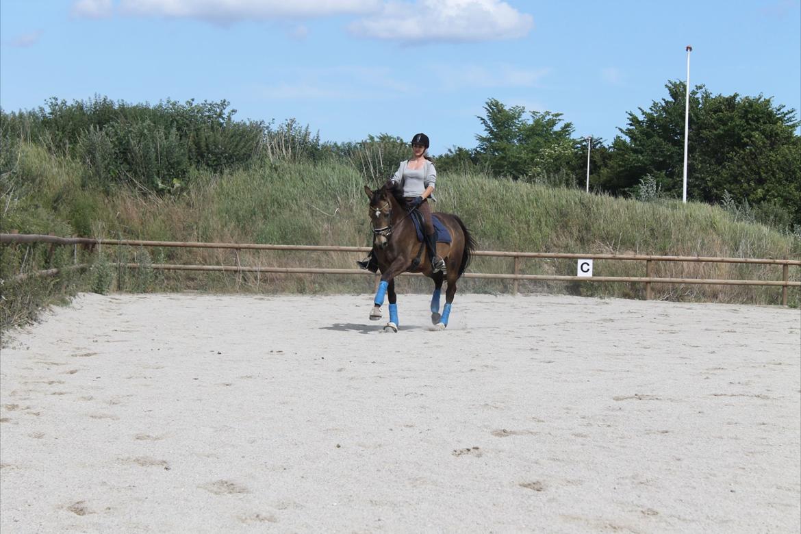 Palomino Holmevejens Zena - Tidligere hest billede 10