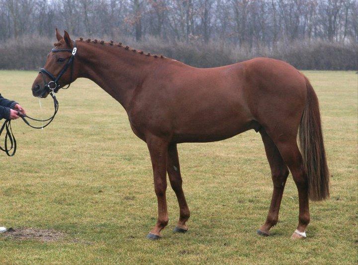 DSP Rawa´s Charon ( TIDL. HEST ) - Charon som 3 års til DSP hingstekåring - 9 i trav og 9 i galop  billede 15