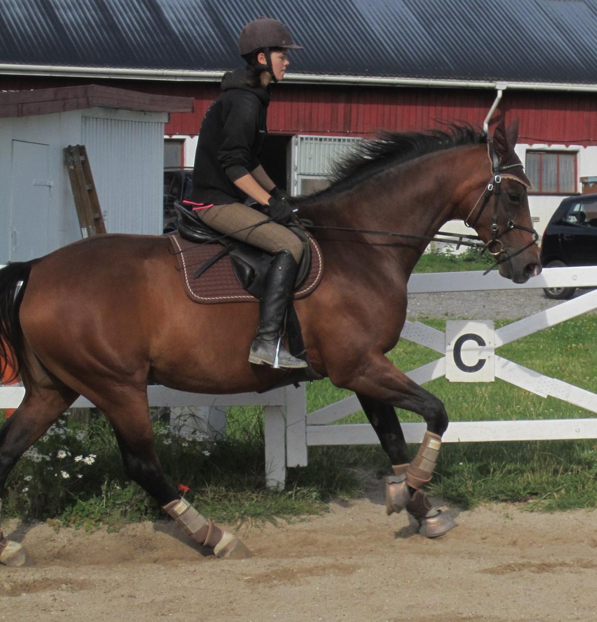 Dansk Varmblod Stenlandsdals Malou R.I.P  billede 2