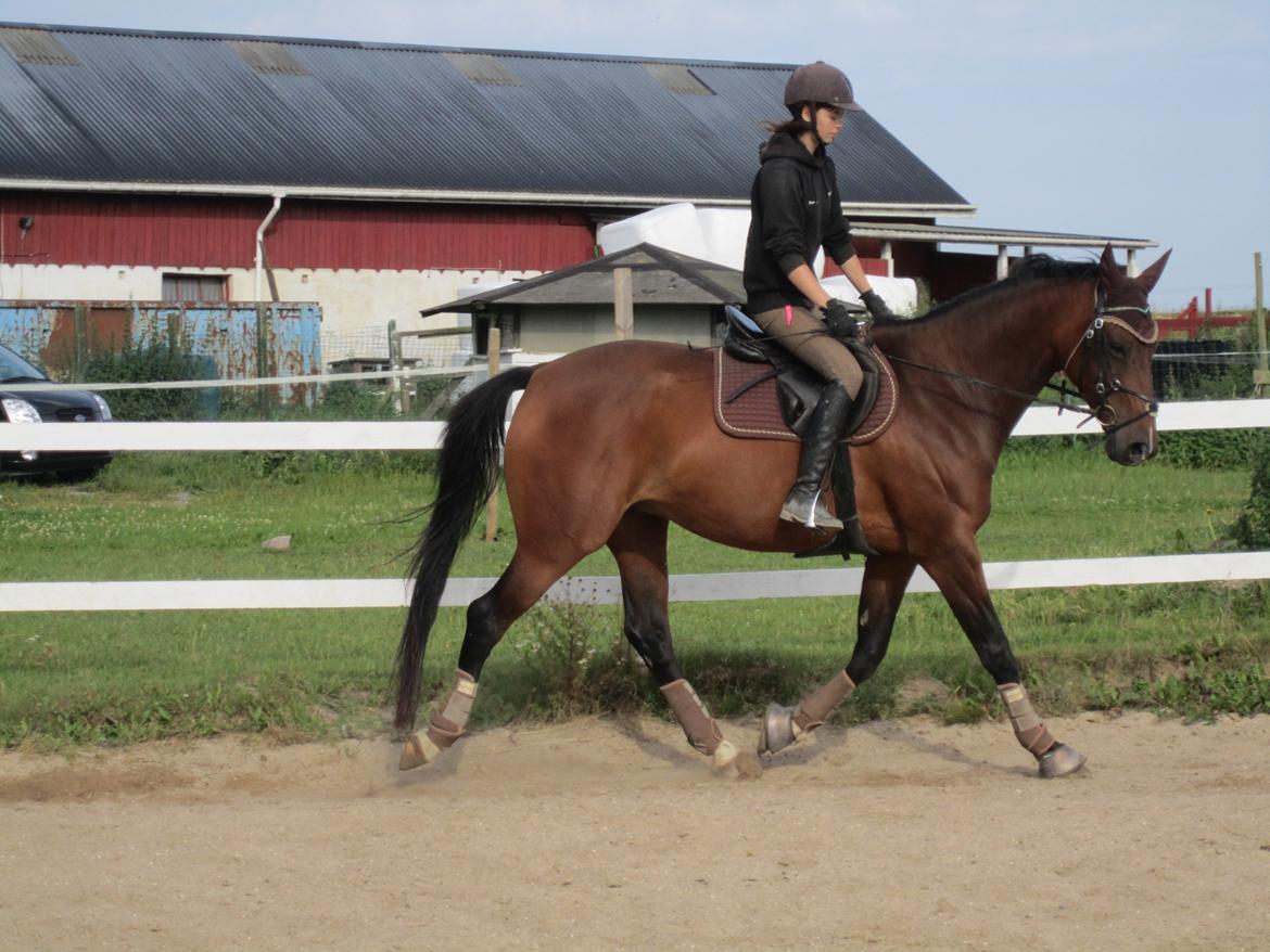 Dansk Varmblod Stenlandsdals Malou R.I.P  billede 3