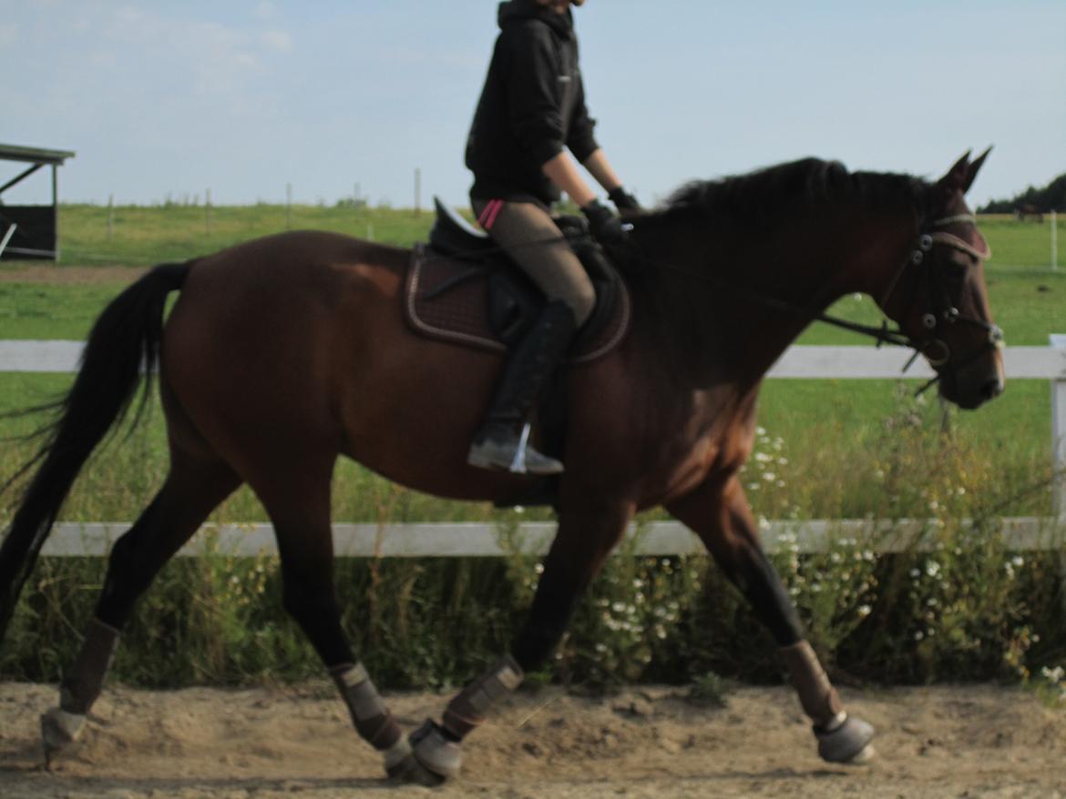 Dansk Varmblod Stenlandsdals Malou R.I.P  billede 4