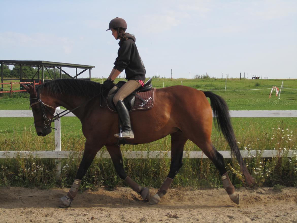 Dansk Varmblod Stenlandsdals Malou R.I.P  billede 5