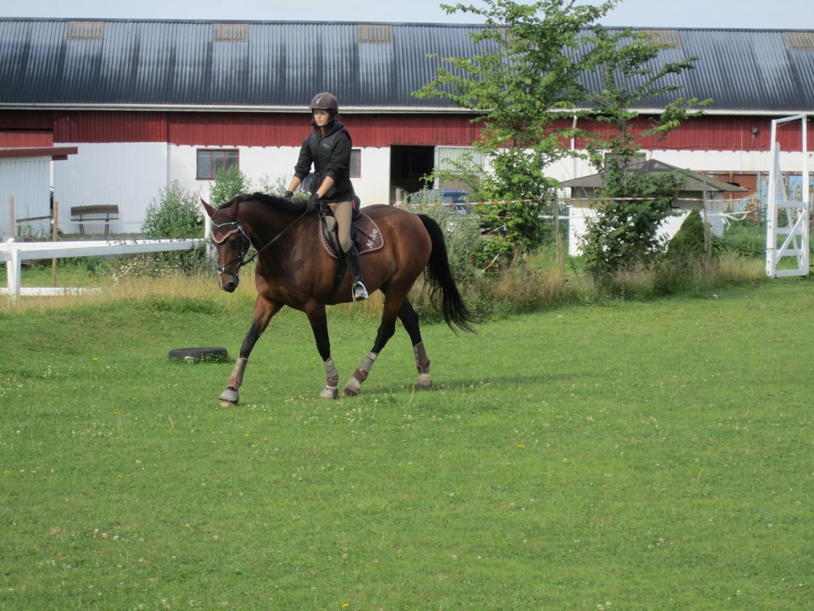 Dansk Varmblod Stenlandsdals Malou R.I.P  billede 6