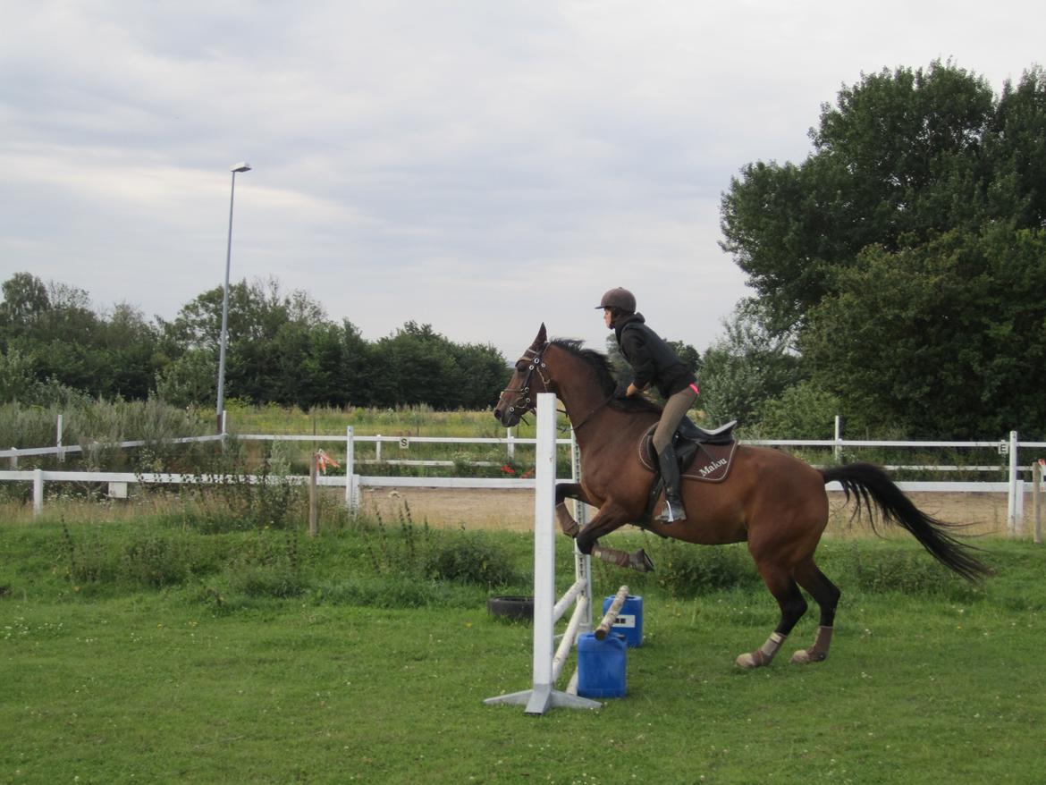 Dansk Varmblod Stenlandsdals Malou R.I.P  billede 7