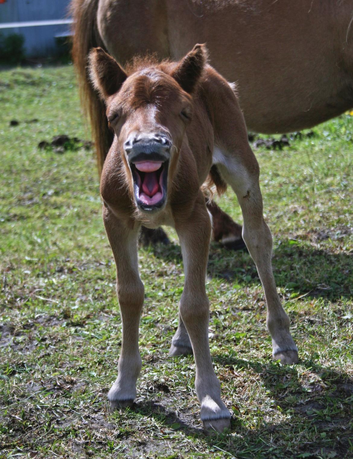 Anden særlig race Cera *Dele-Pony* (SOLGT) - Så søvnig :D billede 7