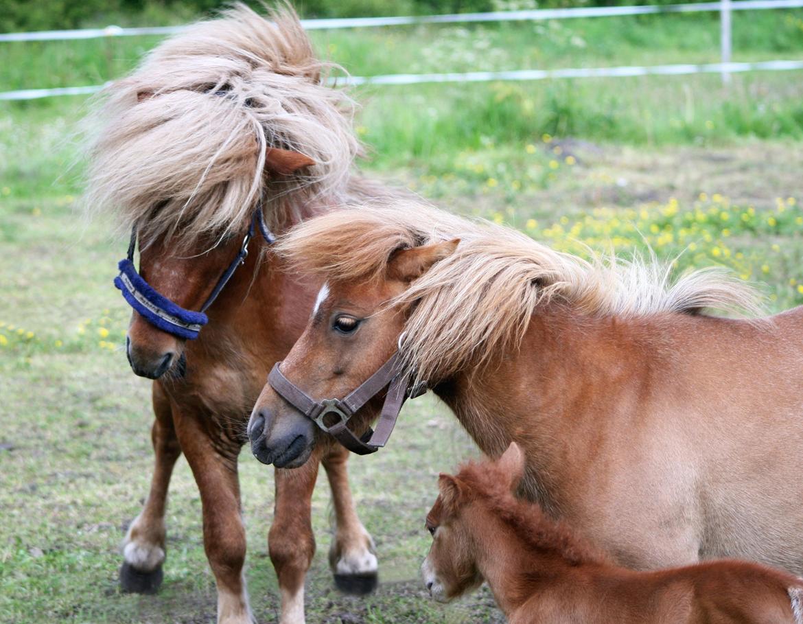 Anden særlig race Cera *Dele-Pony* (SOLGT) - Cera sammen med far og mor billede 14
