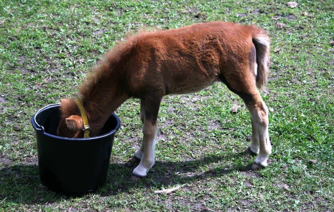 Anden særlig race Cera *Dele-Pony* (SOLGT) - Hmm der må have været noget spændende i mors spand billede 16
