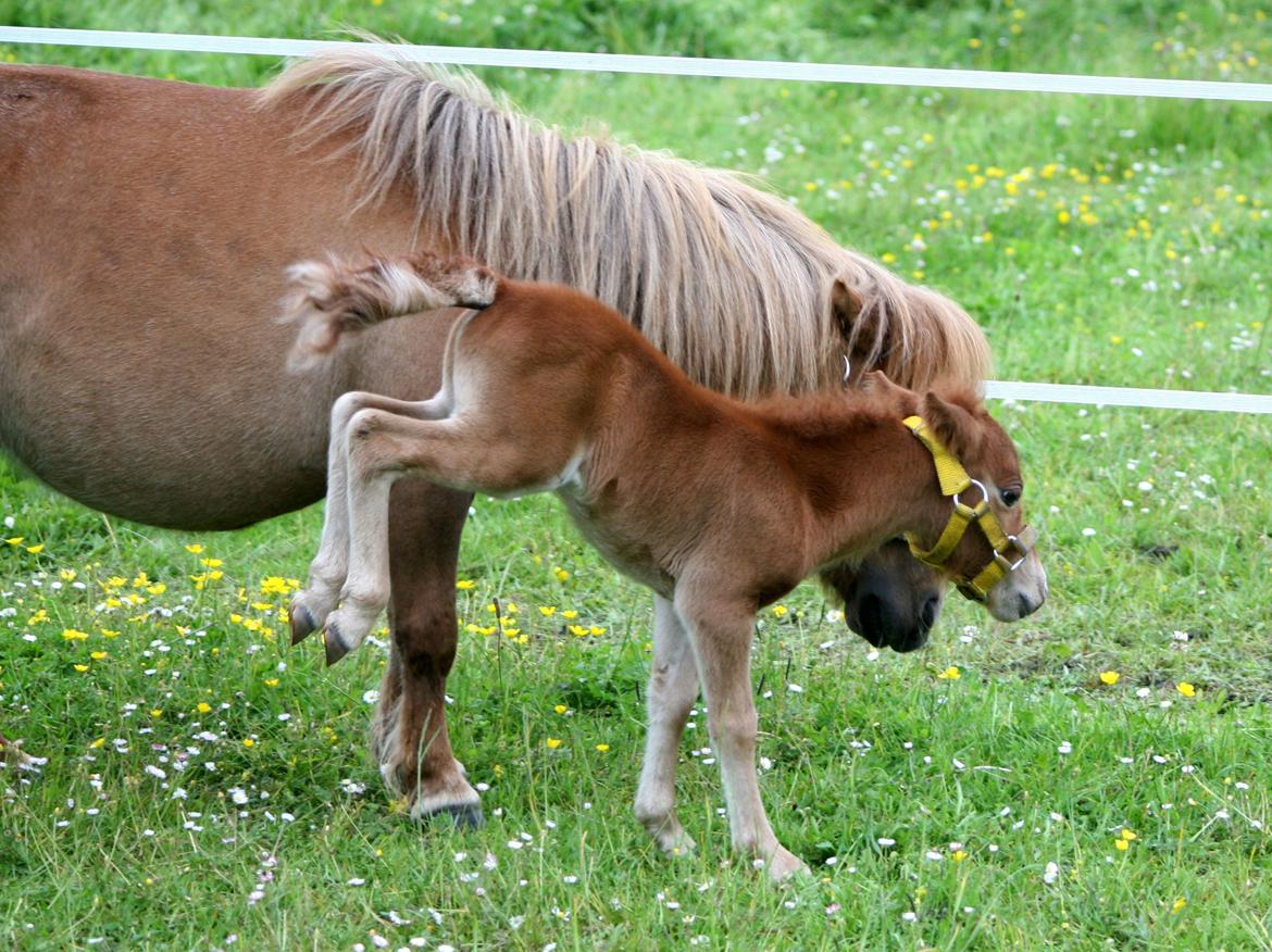 Anden særlig race Cera *Dele-Pony* (SOLGT) - Et lille buk :) billede 17