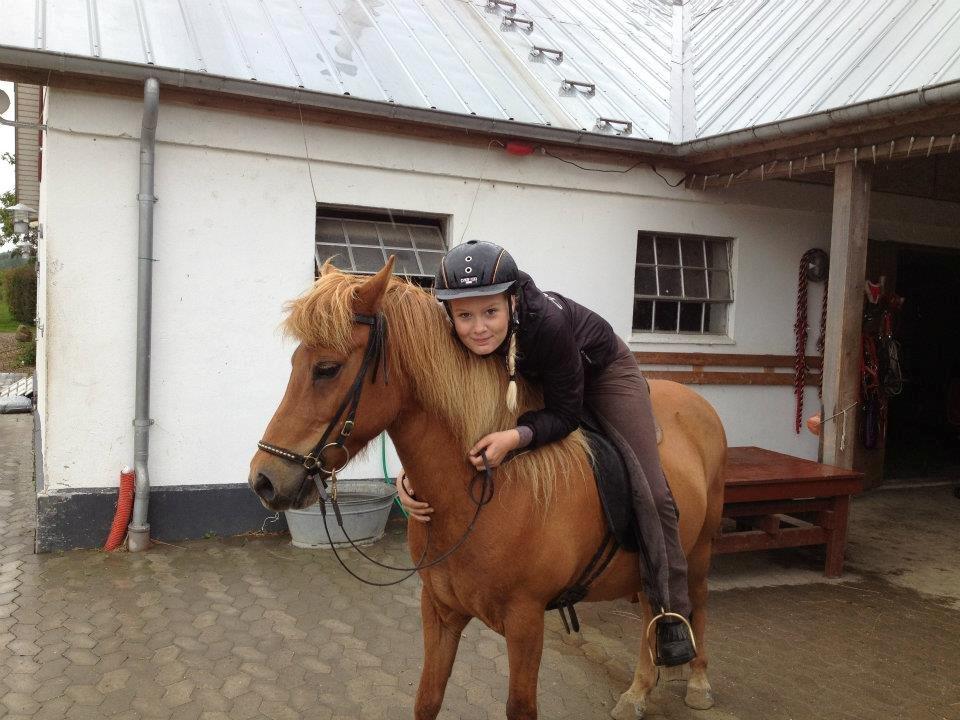 Islænder Litla-Rosa fra Stenbjerg billede 6