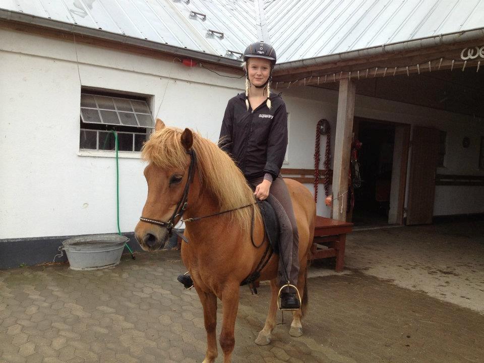 Islænder Litla-Rosa fra Stenbjerg billede 7