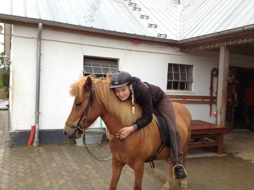 Islænder Litla-Rosa fra Stenbjerg billede 8